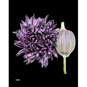 Chr G Antonov Gothic