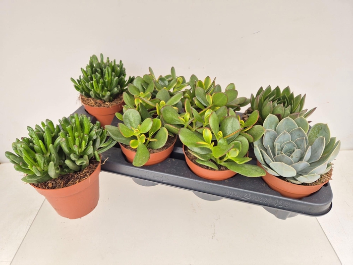 <h4>SUCC GEM 4 SRT</h4>