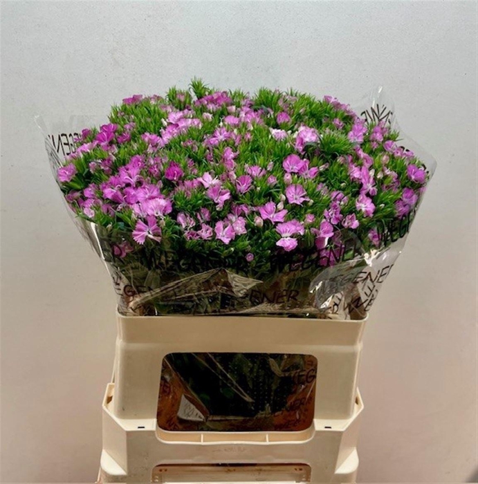 <h4>Di Barb Am Rose</h4>