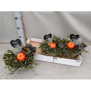 ARR TUINPLANTEN