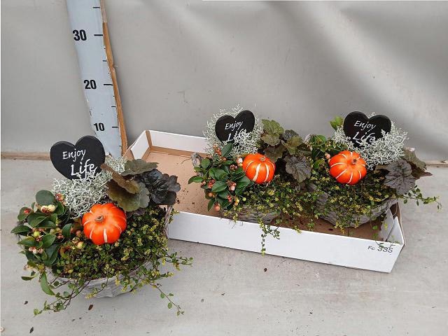 <h4>ARR TUINPLANTEN</h4>