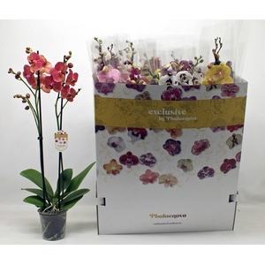 PHAL GEM 10 KL