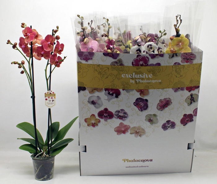 <h4>PHAL GEM 10 KL</h4>