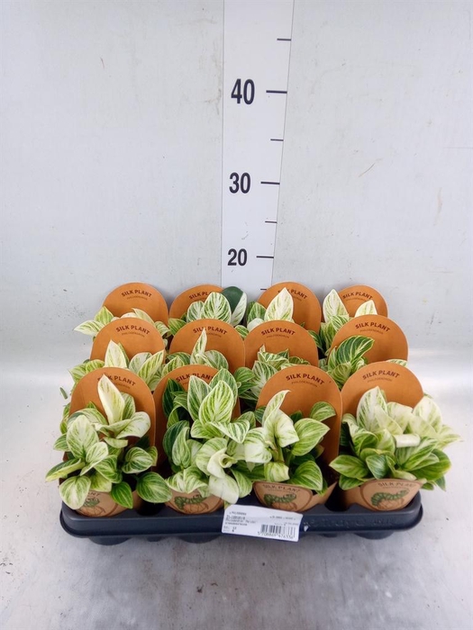 <h4>Philodendron ...</h4>