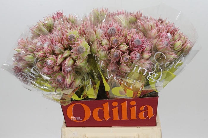 <h4>Blushing Bride Ayoba Pretty & Pink 10+</h4>