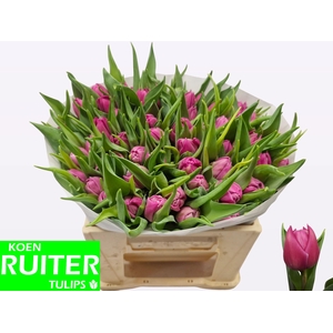 TU DU DOUBLE PRINCES