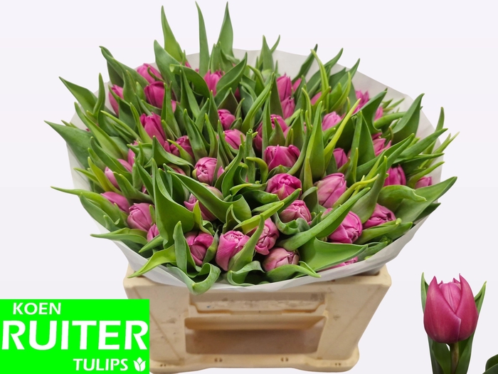 <h4>TU DU DOUBLE PRINCES</h4>