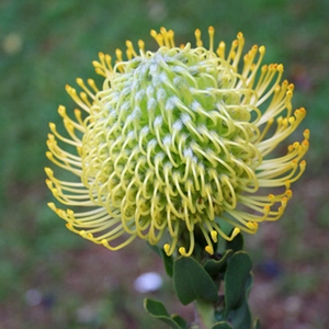 Leucospermum Super Gold