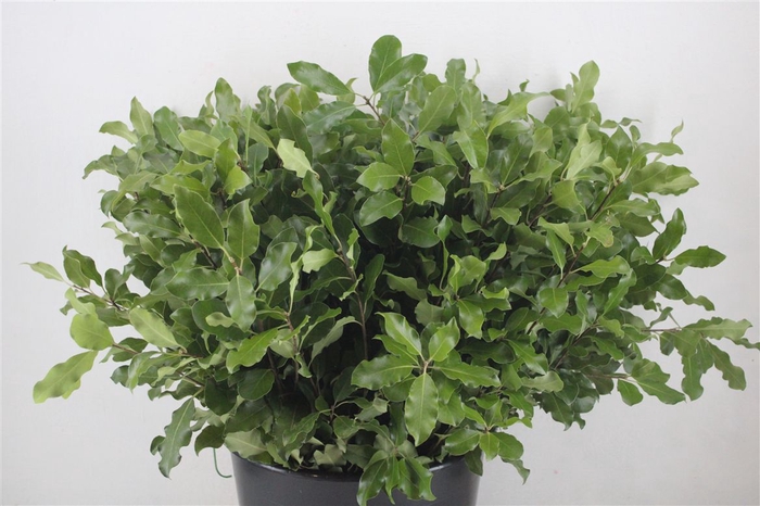 <h4>Pittosp Tenuif Green P Bunch</h4>