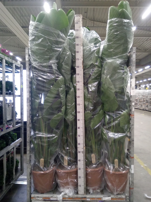 <h4>Strelitzia nicolai</h4>