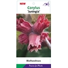 Corylus