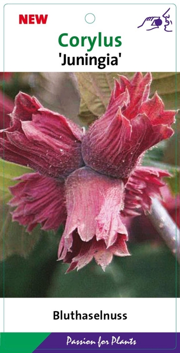 Corylus