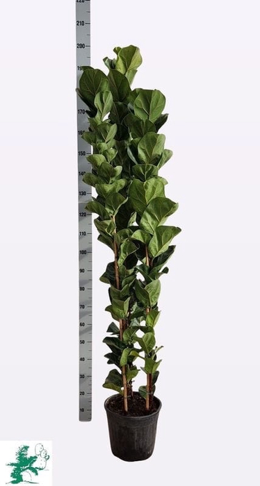 <h4>FICUS LYRATA BAMBINO</h4>