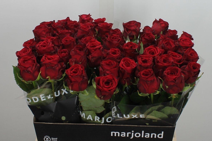 <h4>R Gr Red Naomi!</h4>