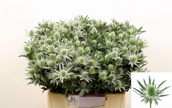 <h4>ERYN SIRIUS QSTAR</h4>