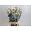 Amaranthus Yearming Desert