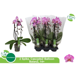 PHAL EL CASCADE