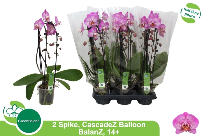 <h4>PHAL EL CASCADE</h4>