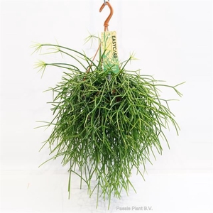 RHIPSALIS PULCHRA