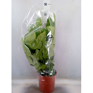 Fatsia japonica   ...