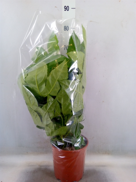 <h4>Fatsia japonica   ...</h4>