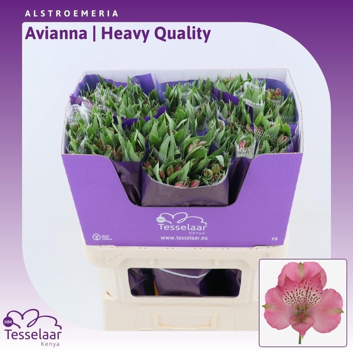 <h4>Alstroemeria Avianna | Heavy Quality</h4>