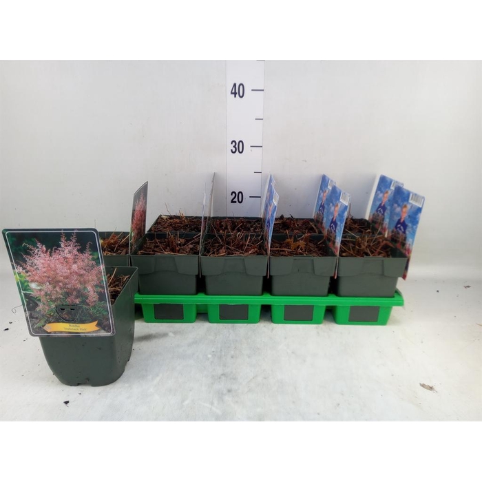 <h4>Astilbe simplicif. 'Inshriach'</h4>