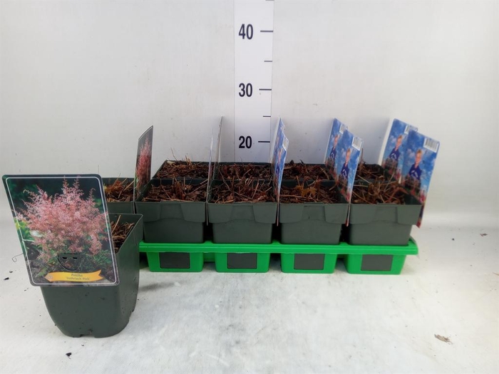 <h4>Astilbe simplicif. 'Inshriach'</h4>