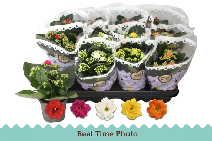 <h4>KAL GE GEM 5 KL</h4>