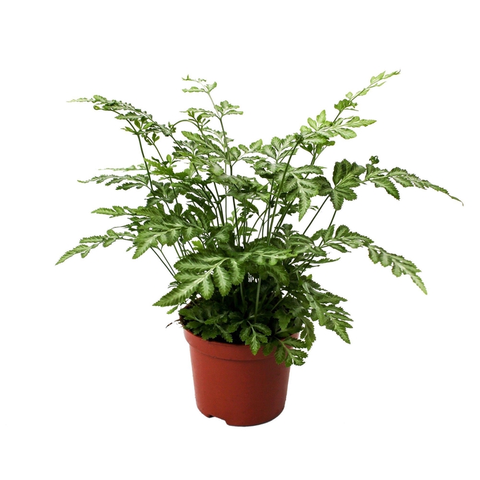 <h4>Pteris Ensiformis 'Evergemiensis' (Zilvervaren)</h4>