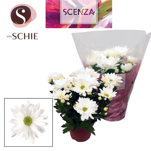 <h4>Chrysant Breeze White</h4>