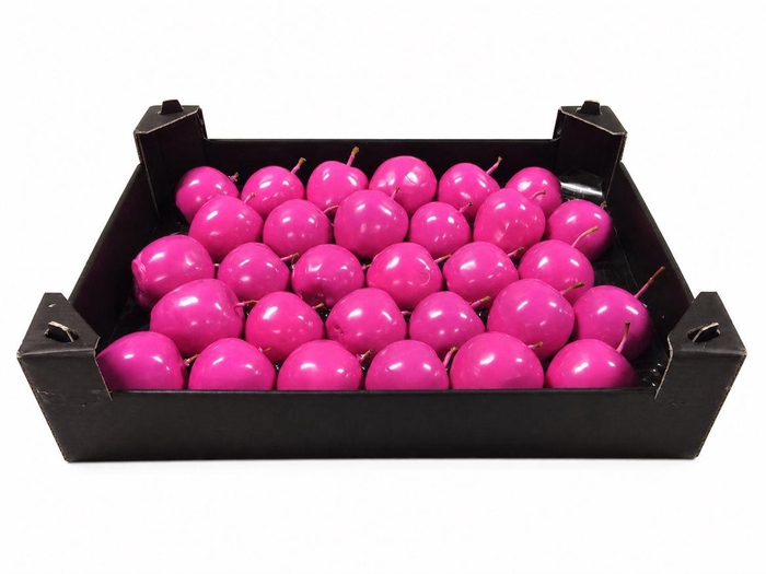 <h4>Waxappel Fuchsia</h4>
