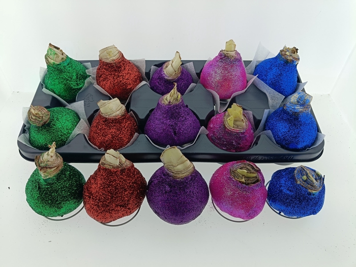 <h4>BLOEMBOL HIPPEASTRUM</h4>