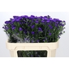 Aster Astee Dark Milka