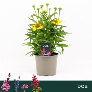 Echinacea Sombrero, Yellow
