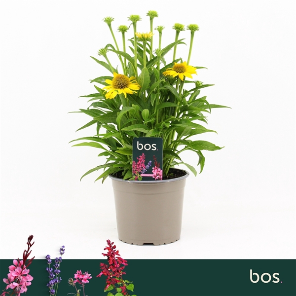 <h4>Echinacea Sombrero, Yellow</h4>