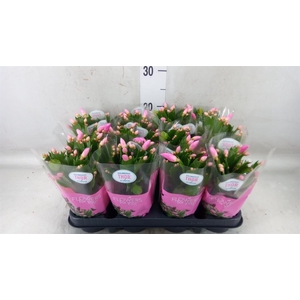 Schlumbergera   ...