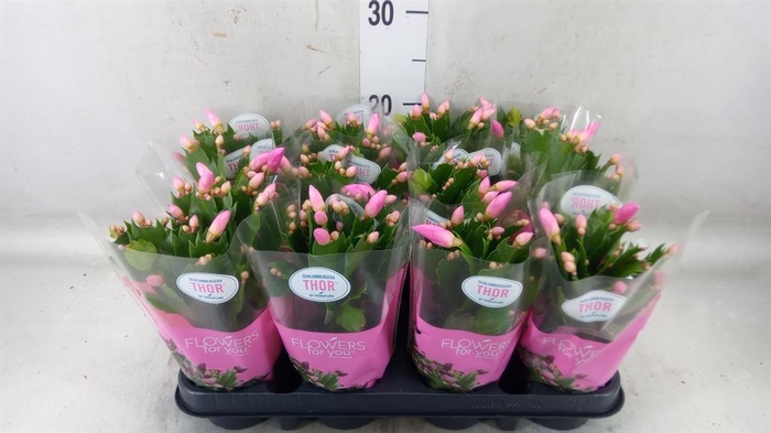 <h4>Schlumbergera   ...</h4>