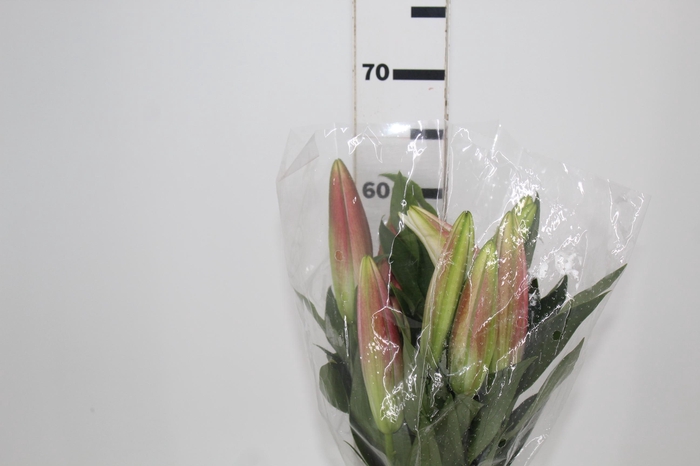 <h4>LIRIO TABLEDANCE 060 CM HT MIN 2 FLS PINK</h4>