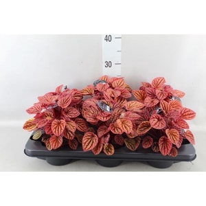 Peperomia