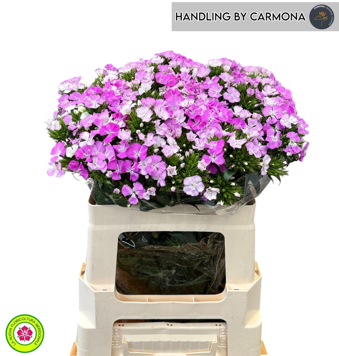 <h4>DI BARB AM ROSE</h4>