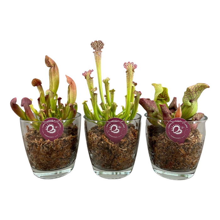 <h4>SARRACENIA OV</h4>