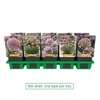Allium senescens