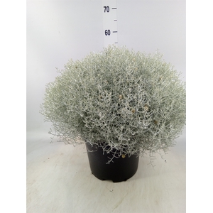 Leucophyta brownii 'Silvercalos'