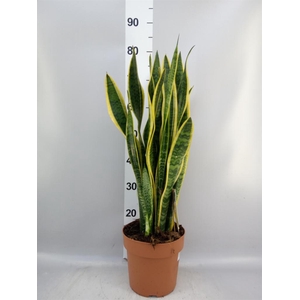 Sansevieria trifa. 'Laurentii'