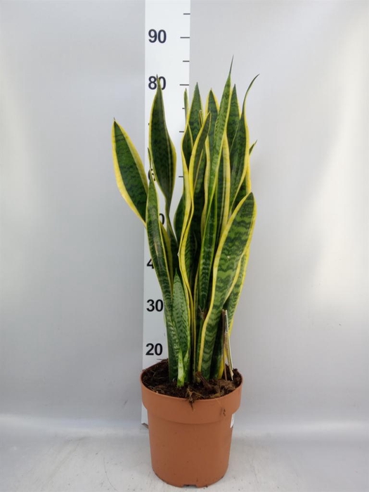 <h4>Sansevieria trifa. 'Laurentii'</h4>