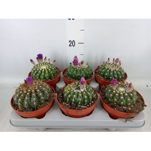 Cactus   ...