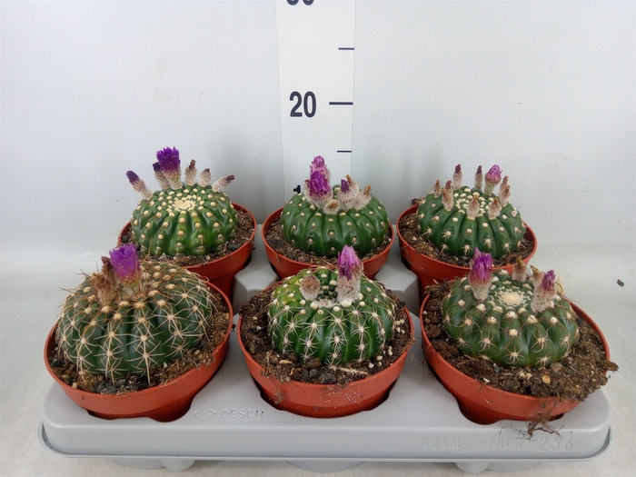 <h4>Cactus   ...</h4>