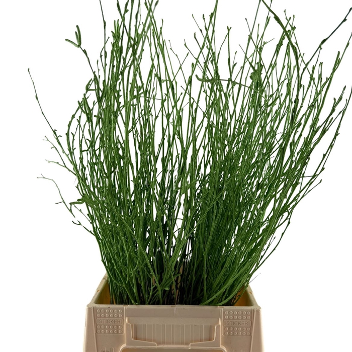 Birch 70cm Apple Green