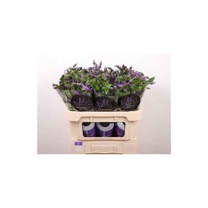 <h4>Clem Amazing Sofia</h4>